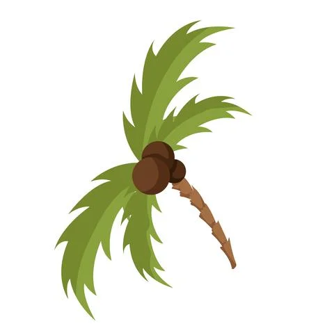 Coconut palm tree vector illustration. Isolated on white background. Stock Illustration