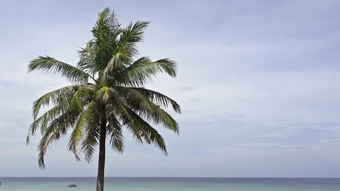 Coconut palm tree waving in the summer breeze Video stock 86889134