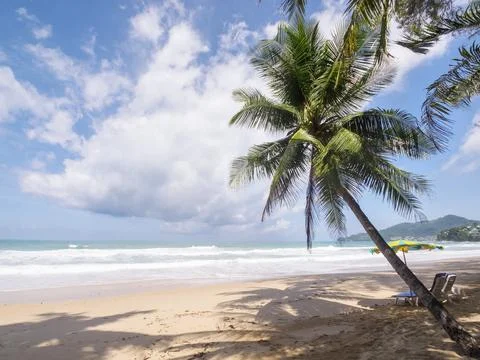 Coconut palm tree on white sandy beach in Phuket Thailand. Travel concept coc Stock Photos