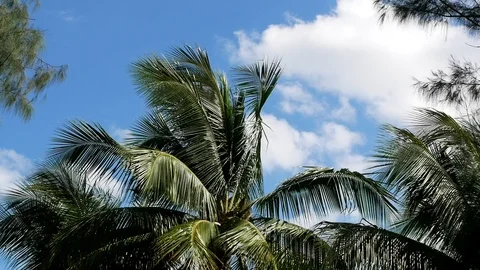 Coconut palm tree wind on clouds blue sky Stock Footage 113898888