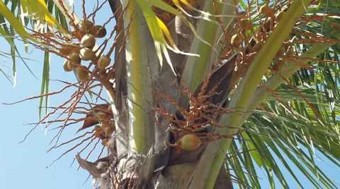  Coconut Palm Tree in Wind Stock Footage 958053