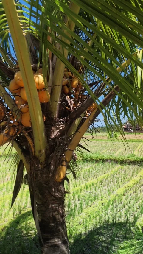 Coconut Palm Tree with Yellow Coconuts Next to Green Rice Terrace Field Stockbeeldmateriaal 344039895