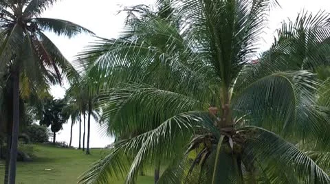 Coconut Palm Trees 03 Stock Footage 8840895