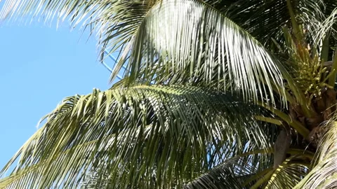 Coconut Palm Trees against Blue Sky. Stock Footage 86344407