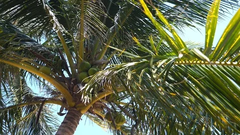 Coconut Palm Trees Against Blue Sky On Tropical Beach Stockbeeldmateriaal 99091822