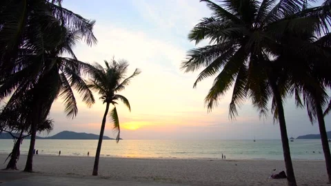 Coconut palm trees and beach sea sunset. Green palm tree on sunset sky backgroun Stock Footage 149506084