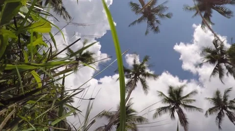 Coconut Palm Trees and Blue Sky. Time Lapse Video stock 52907730