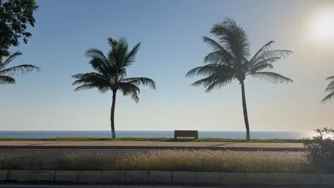 Coconut palm trees and park bench along tropical coastal beach promenade. Stock Footage 342976745