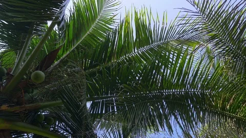Coconut palm trees and sky behind leaves of palm tree in Thailand Island Stock Footage 69715530
