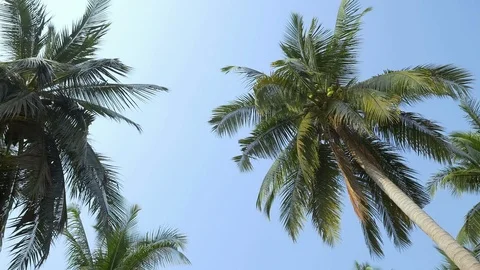 Coconut palm trees and sky behind palm trees in Thailand Island Stock Footage 86904922