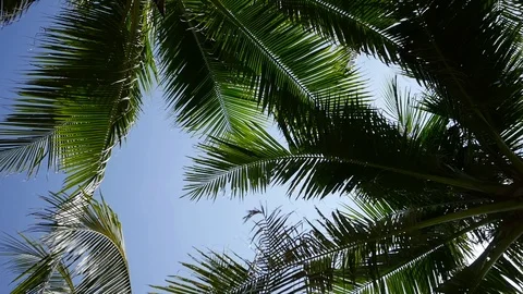 Coconut palm trees and sky behind leaves of palm tree in Thailand Island Stock Footage 89544260