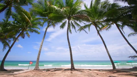 Coconut palm trees and tropical sea. Summer vacation and tropical beach conce Stock Footage 160104548