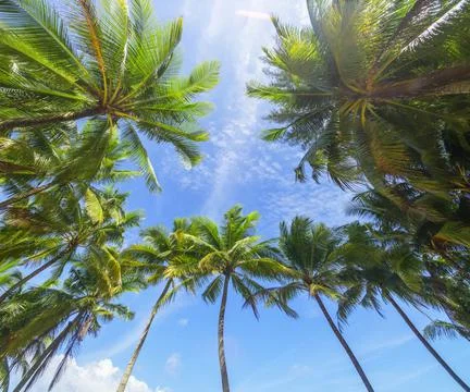Coconut palm trees and tropical sea. Summer vacation and tropical beach conce Stock Photos