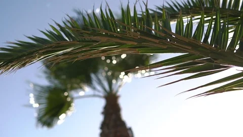 Coconut palm trees at the background of the sky. Close up Stock Footage 85204420