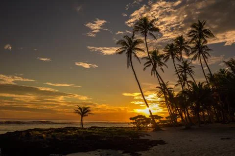 Coconut palm trees on the beach during the sunrise on Upolu, Samoa Stock Photos