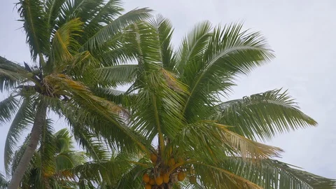 Coconut palm trees blowing in strong wind Stock Footage 107938708