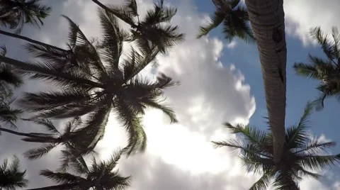 Coconut Palm Trees in Blue Sky with Gloomy Clouds. Timelapse Video stock 52904337