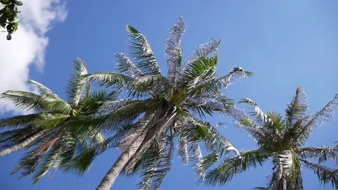 Coconut palm trees on blue sky Stock Footage 81465307
