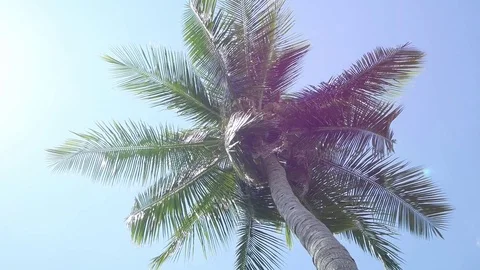 Coconut palm trees on blue sky Stock Footage 81465816