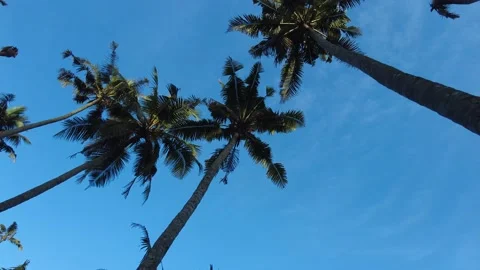 Coconut palm trees, Blue sky background Stock Footage 204764686