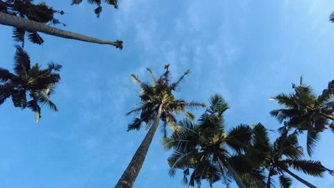 Coconut palm trees, Blue sky background Stock Footage 204764702