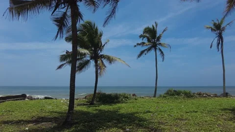 Coconut palm trees, Blue sky background, seascape view Video stock 210485328