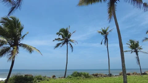 Coconut palm trees, Blue sky background, seascape view Stock Footage 211028009
