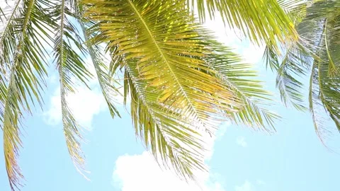 Coconut palm trees on blue sky and white clouds background. Summer vacation  Stock Footage 312808843