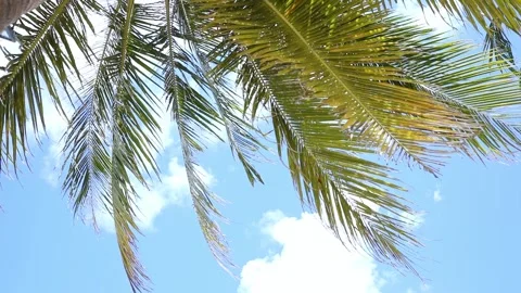 Coconut palm trees on blue sky and white clouds background. Summer vacation  Stock Footage 312808845