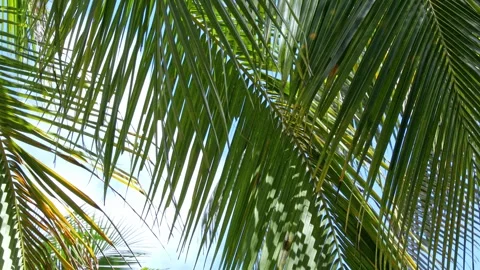 Coconut palm trees on blue sky and white clouds background. Summer vacation  Stock Footage 312815326