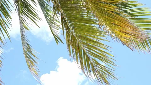 Coconut palm trees on blue sky and white clouds background. Summer vacation  Stock Footage 312815448