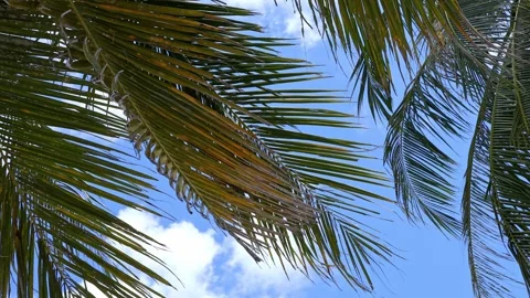 Coconut palm trees on blue sky and white clouds background. Summer vacation  Stock Footage 312815479