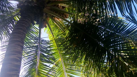 Coconut palm trees bottom view. Green palm tree background. Close up. Stock Footage 156274474