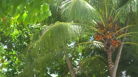 Coconut palm trees bottom view. Green palm tree in tropical island Maldives Stock Footage 162046899