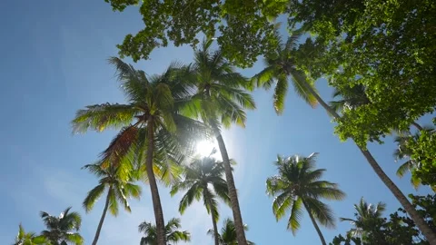 Coconut palm trees bottom view. Green palm tree on blue sky background. Sun Stock Footage 165990275