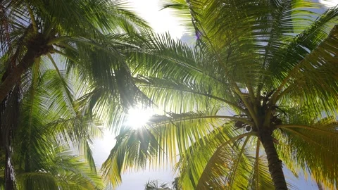 Coconut palm trees bottom view. Green palm tree on blue sky background. View of Stock Footage 166092671