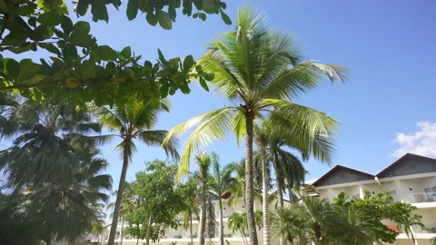 Coconut palm trees bottom view. Green palm tree on blue sky background. View of Stock Footage 167421768