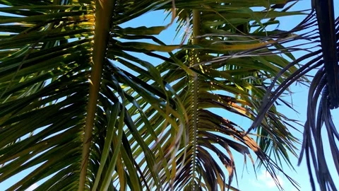 Coconut palm trees bottom view. Green palm tree background. Close up. Stock-Footage 168171345