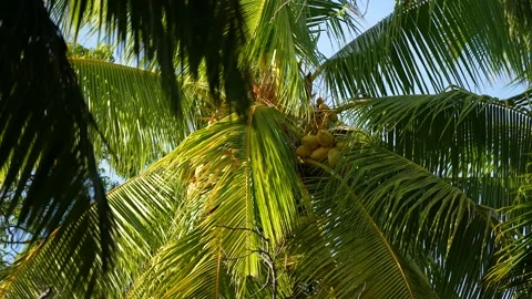Coconut palm trees bottom view. Green palm tree on blue sky background. View of Stock Footage 176911333