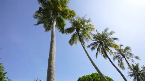 Coconut palm trees bottom view. Green palm tree on blue sky background. View of Video stock 176952643