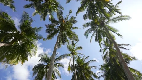 Coconut palm trees bottom view. Green palm tree on blue sky background. View of Stock Footage 177276387
