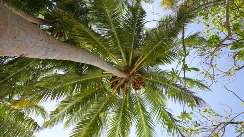 Coconut palm trees bottom view. Green palm tree on blue sky background. View of Video stock 188933453