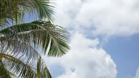 Coconut palm trees bottom view. Green palm tree on blue sky background. View of Stock Footage 188936525