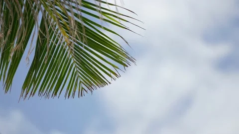 Coconut palm trees bottom view. Green palm tree on blue sky background. View of Stock Footage 188938855