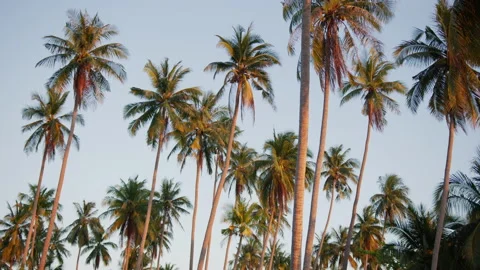Coconut palm trees bottom view in the tropical island in sunset. Shot on gimbal Stock Footage 191468368