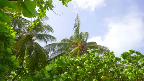 Coconut palm trees bottom view. Green palm tree on blue sky background. View of Stock Footage 193026180