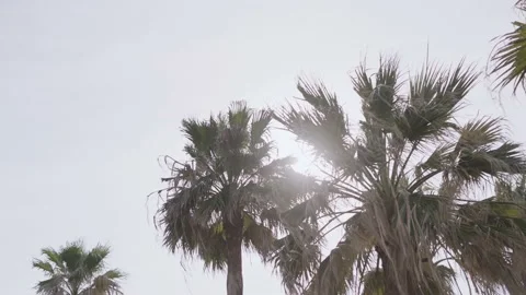 Coconut palm trees bottom view. Green palm tree on blue sky background. Stock Footage 203892039