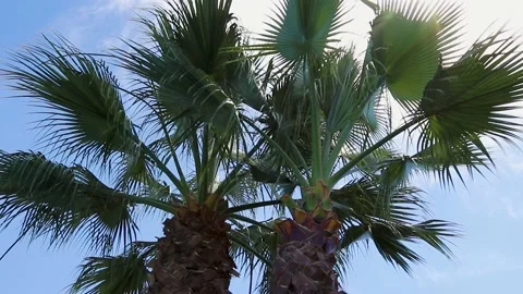 Coconut palm trees bottom view. Green palm tree on blue sky background.  Stock Footage 205019500