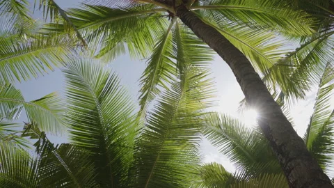 Coconut palm trees bottom view sunlight blue-sky. Low angle palm-tree island. Stock Footage 208597201