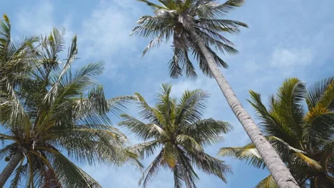 Coconut Palm Trees bottom view. Stock Footage 232907571